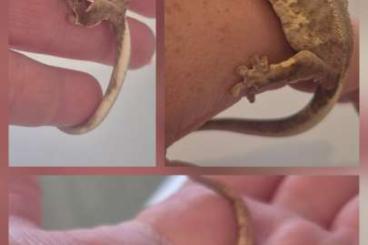 Geckos kaufen und verkaufen Photo: 0.0.15 Kronengeckos 08/24-12/24 Geckos kaufen und verkaufen Photo: 0.0.15 Kronengeckos 08/24-12/24