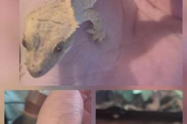 Geckos kaufen und verkaufen Photo: Kronengeckos Jungtiere unbestimmt Geckos kaufen und verkaufen Photo: Kronengeckos Jungtiere unbestimmt