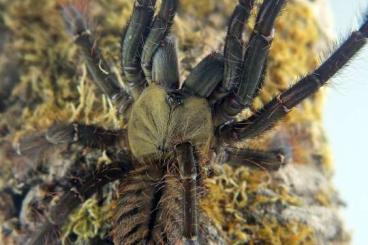 Spiders and Scorpions kaufen und verkaufen Photo: Male and female for Verona/TerraPlaza or shipinig