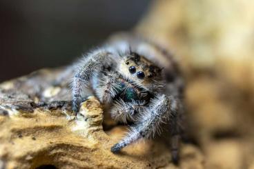 Spinnen und Skorpione kaufen und verkaufen Foto: SpidersForge for TerraPlaza 15.10  Weinstadt 21.10 