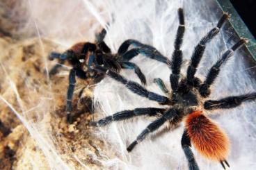 Spinnen und Skorpione kaufen und verkaufen Foto: SpidersForge dla Hamm 09.12/Terraplaza 17.12
