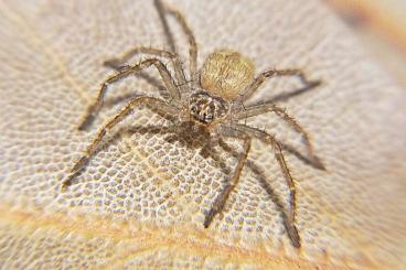 Spinnen und Skorpione kaufen und verkaufen Foto: SpidersForge Phidippus spp./Heteropoda spp. for  Weinstadt /Verona 