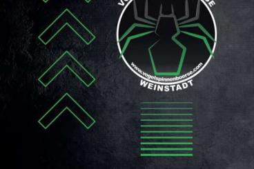 Spinnen und Skorpione kaufen und verkaufen Foto: SpidersForge for Weinstadt  03.05 and Verona 11.05 