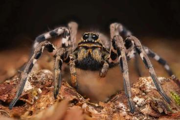 Spiders and Scorpions kaufen und verkaufen Photo: SpidersForge for Houten/Pragha/Terraplaza Or shiping :) Spiders and Scorpions kaufen und verkaufen Photo: SpidersForge for Houten/Pragha/Terraplaza Or shiping :)
