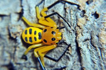 Spinnen und Skorpione kaufen und verkaufen Foto: H.lunula/davidbowie/H.diardi /Platythomisus octomaculatus Spinnen und Skorpione kaufen und verkaufen Foto: H.lunula/davidbowie/H.diardi /Platythomisus octomaculatus