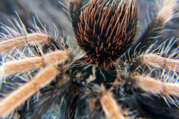 Spinnen und Skorpione kaufen und verkaufen Foto: Spidersforge offer   we infite you to https://www.spfshop.pl/en/ 