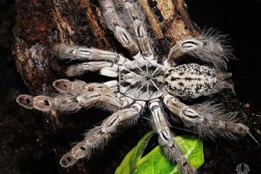 Vogelspinnen kaufen und verkaufen Foto: SpidersForge for Weinstadt 01.10/Verona 02.10/Budapeszt16.10