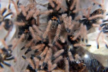 Spinnen und Skorpione kaufen und verkaufen Foto: SpidersForge for Weinstadt 01.10/Verona 02.10/Budapeszt 16.10