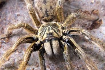 Spinnen und Skorpione kaufen und verkaufen Foto: Adult male/ femaleslings  for 4 Weinstadt/Werona