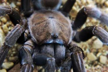 Spinnen und Skorpione kaufen und verkaufen Foto: Spiders Forge for Terra Plaza 18.12 