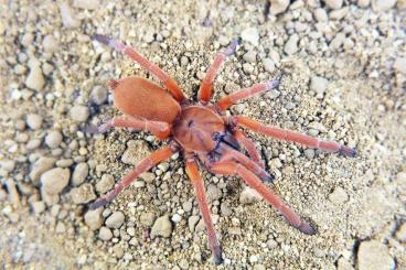 Spiders and Scorpions kaufen und verkaufen Photo: SpidersForge for Pragha 17.06/Terraplaza 09.07 or shipping 