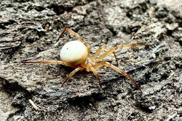 Spiders and Scorpions kaufen und verkaufen Photo: Latrodectus and Phidippus 
