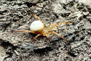 Spinnen und Skorpione kaufen und verkaufen Foto: Latrodectus and Phidippus 