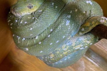 Pythons kaufen und verkaufen Photo: MORELIA VIRIDIS 0.1.0 Aru/Sorong