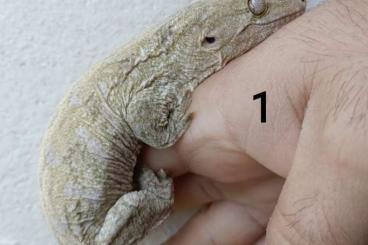 Geckos kaufen und verkaufen Photo: Rhacodactylus leachianus for Hamm