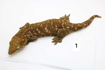 Geckos kaufen und verkaufen Photo: Rhacodactylus leachianus for Hamm