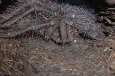 Spinnen und Skorpione kaufen und verkaufen Foto: 0.1 theraphosa blondi weibchen