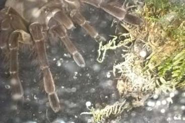 Vogelspinnen kaufen und verkaufen Foto: Adult female theraphosa blondi