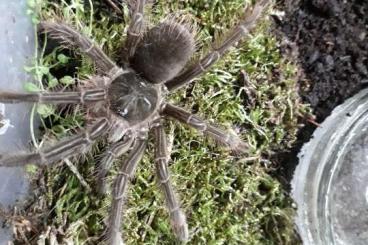 Spinnen und Skorpione kaufen und verkaufen Foto: 1.0 theraphosa blondi male