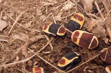 Insekten kaufen und verkaufen Foto: Pachnoda marginata,  Rosenkäfer