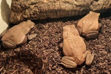 frogs kaufen und verkaufen Photo: Rhaebo guttatus, Tropfenkröten 
