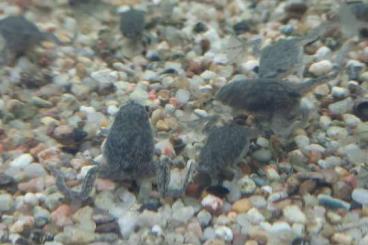 Frösche kaufen und verkaufen Foto: Pipa parva, kleine Wabenkröte NZ Frösche kaufen und verkaufen Foto: Pipa parva, kleine Wabenkröte NZ
