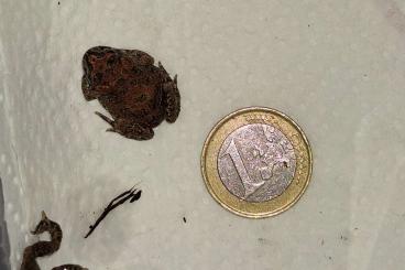 Frösche  kaufen und verkaufen Foto: Atlaskröte, Bufo brongersmai 