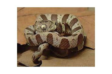 Schlangen kaufen und verkaufen Foto: looking for several snakes