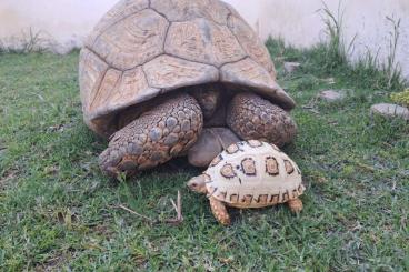 Landschildkröten kaufen und verkaufen Foto: Giant Pardalis Somalica available Landschildkröten kaufen und verkaufen Foto: Giant Pardalis Somalica available