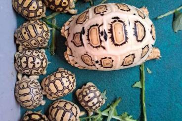 Tortoises kaufen und verkaufen Photo: Giant Pardalis Somalica available Tortoises kaufen und verkaufen Photo: Giant Pardalis Somalica available