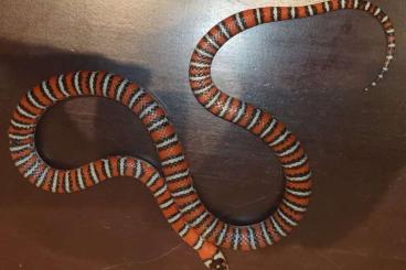 Snakes kaufen und verkaufen Photo: 9.12 Hamm Snakes kaufen und verkaufen Photo: 9.12 Hamm