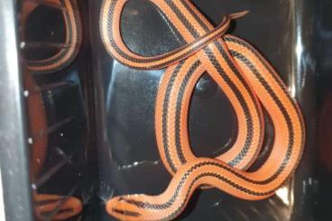 Schlangen kaufen und verkaufen Foto: Letzte Change Reptilienbörse Frankfurt 8.6 