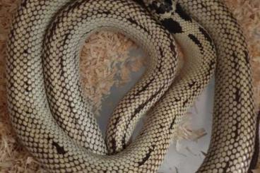 Snakes kaufen und verkaufen Photo: Königsnatter zur abgabe                                               