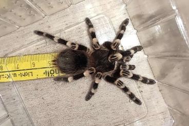 Spinnen und Skorpione kaufen und verkaufen Foto: 0.0.50 Acanthoscurria geniculata