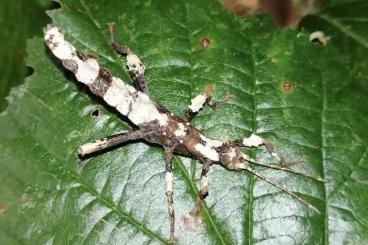 Insekten kaufen und verkaufen Foto: Heteropteryx dilatata Nymphen 