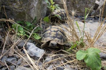 Tortoises kaufen und verkaufen Photo: Gruppe weiblicher Griechischer Landschildkröten abzugeben Tortoises kaufen und verkaufen Photo: Gruppe weiblicher Griechischer Landschildkröten abzugeben