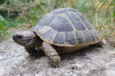 Landschildkröten kaufen und verkaufen Foto: Griechische Landschildkröte Männlich Landschildkröten kaufen und verkaufen Foto: Griechische Landschildkröte Männlich