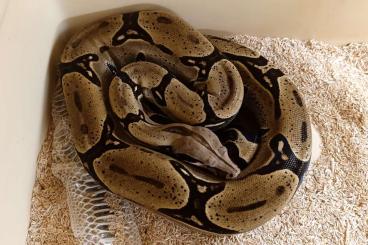 Boas kaufen und verkaufen Foto: Boa constrictor peru iquitos Boas kaufen und verkaufen Foto: Boa constrictor peru iquitos