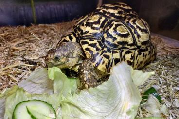 Schildkröten  kaufen und verkaufen Foto: Adult Geochelone pardalis babcocki 0.1 Malaclemys terraterrapen Adult 