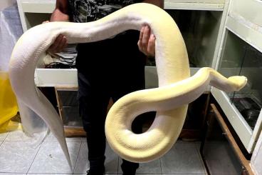Snakes kaufen und verkaufen Photo: For Verona May and Hamm fair September