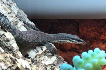 Monitor lizards kaufen und verkaufen Photo: Varanus glauerti CB23 Hamm show
