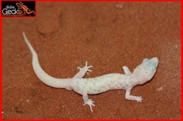 Warane kaufen und verkaufen Foto: Varanus kingorum, glauerti and other geckos for december hamm show 