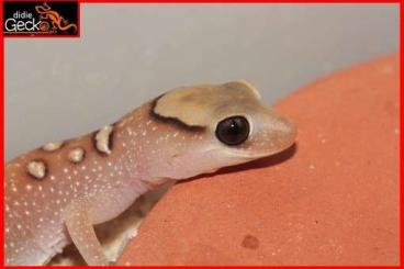 Lizards kaufen und verkaufen Photo: Houten show june 1 available lizards 