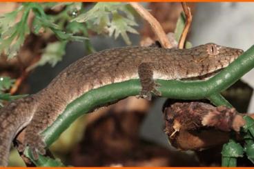 Lizards kaufen und verkaufen Photo: Available lizards for Houten show june1