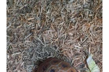Schildkröten  kaufen und verkaufen Foto: Elongated Tortoises (Indotestudo elongata)