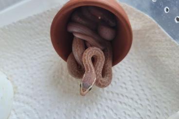 Snakes kaufen und verkaufen Photo: Housesnakes/Hausschlangen/Boaedon 