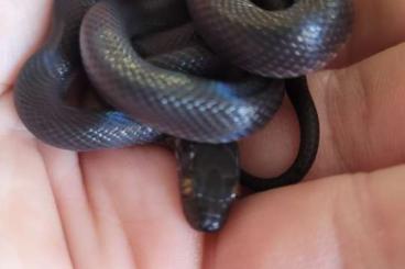 Snakes kaufen und verkaufen Photo: Housesnakes/Hausschlangen