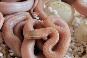 Snakes kaufen und verkaufen Photo: Boaedon/ Housesnakes /Hausschlangen 