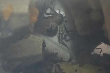 Spinnen und Skorpione kaufen und verkaufen Foto: Heteropoda vanatoria - Warmhaus-Riesenkrabbenspinne