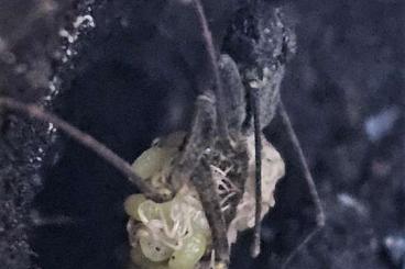 Spinnen und Skorpione kaufen und verkaufen Foto: Geißelspinnen eigene Nachzuchten Spinnen und Skorpione kaufen und verkaufen Foto: Geißelspinnen eigene Nachzuchten